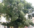 Старият бряст в Сливен победи конкуренцията за „Дърво с корен“