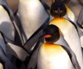 Внедряват робот сред пингвини с научна цел