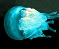 Медузите по Черноморието не били опасни