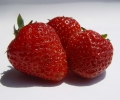 Испания търси 350 берачи на ягоди