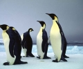 Учени намериха останките на най-големия пингвин, който е обитавал Земята