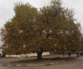 Гласувайте за чинара от с. Арчар, за да стане „Дърво на годината“