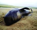 200 кита излязоха на сушата в Нова Зеландия