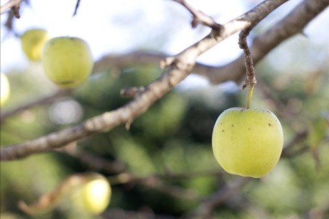 apple