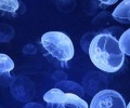 Какво да правим при опарване от медуза